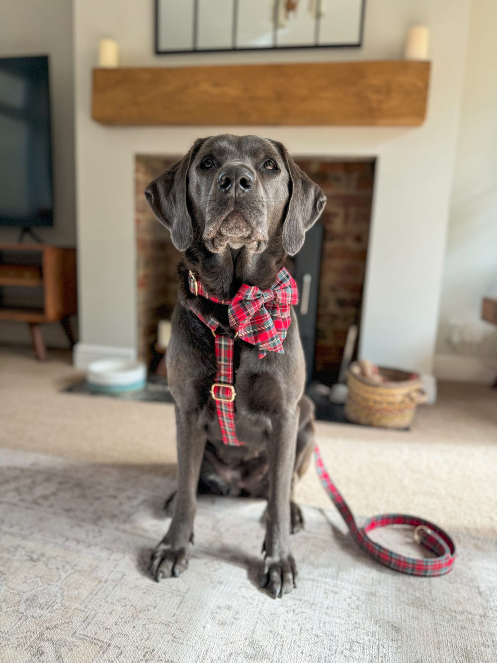 Adjustable Harness - Timeless Tartan